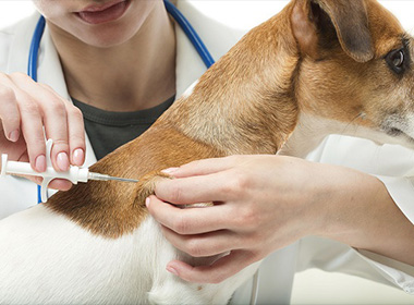 Клеймение и чипирование собак